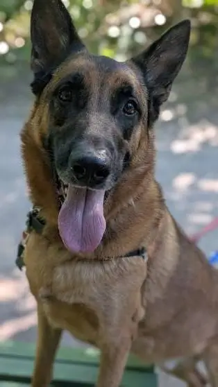 ai character: Millo background