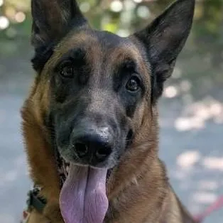 chat with ai character: Millo