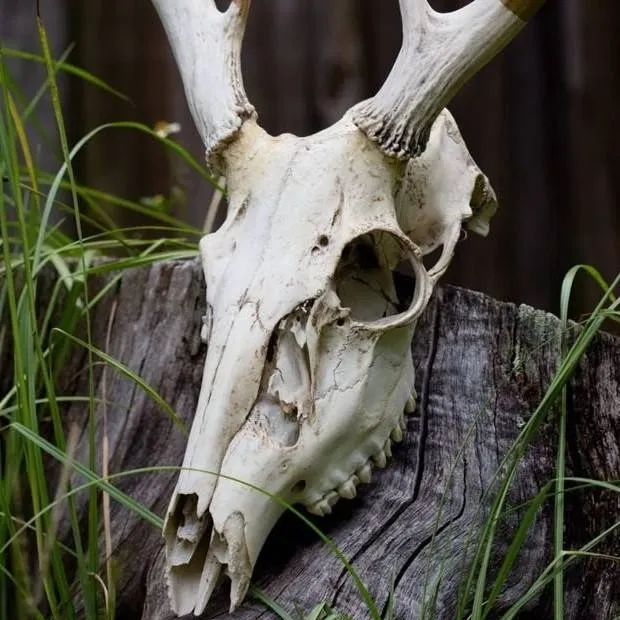 chat with ai character: Wendigo