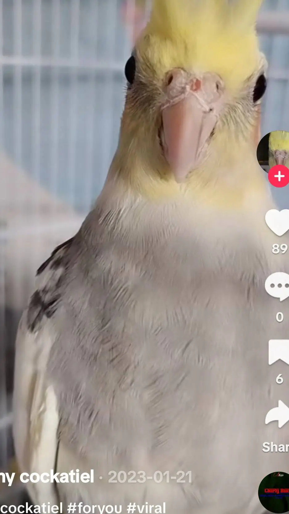 ai character: cokatiel the bird background