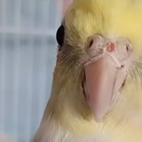 chat with ai character: cokatiel the bird