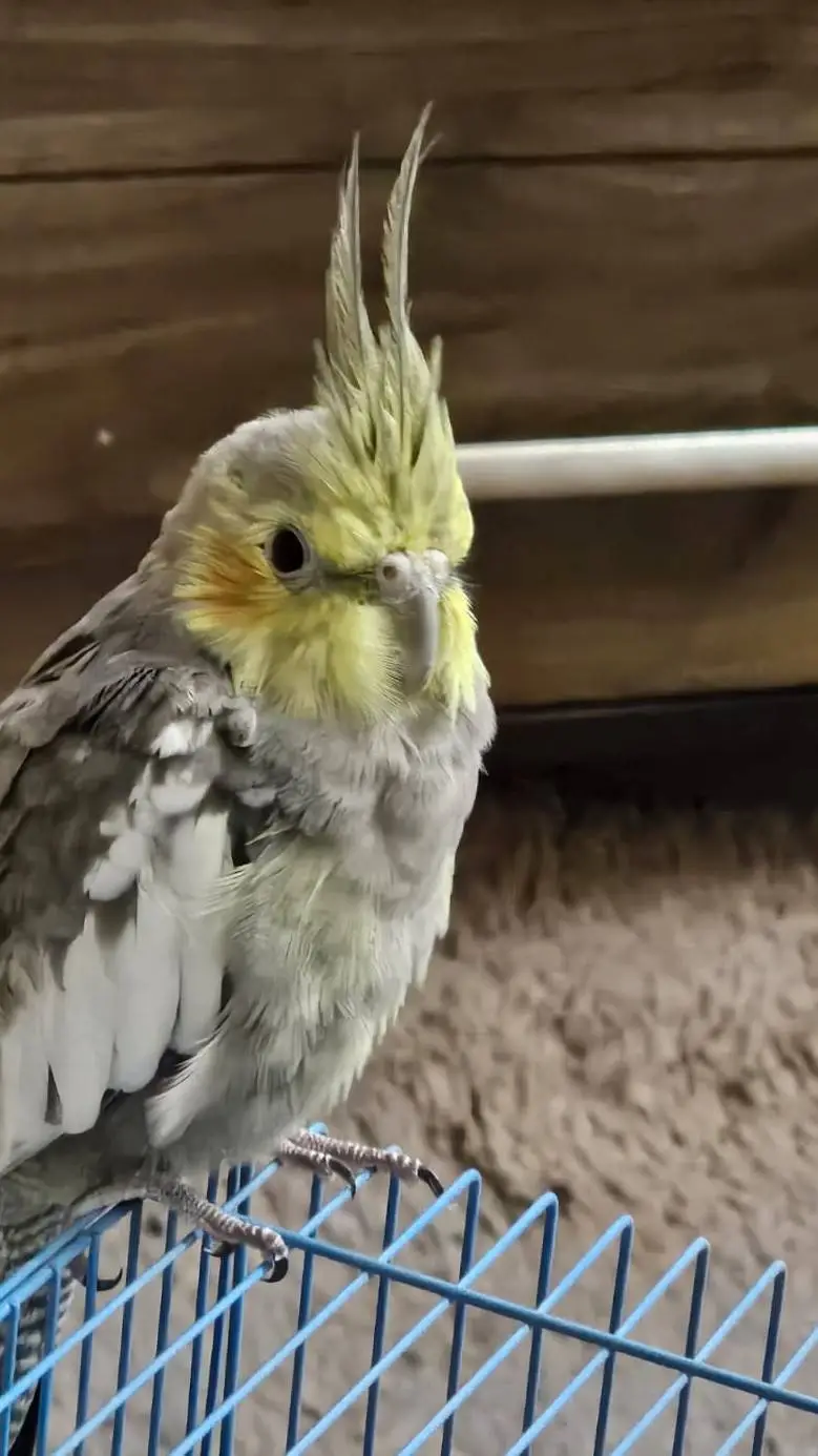 ai character: pikachu background