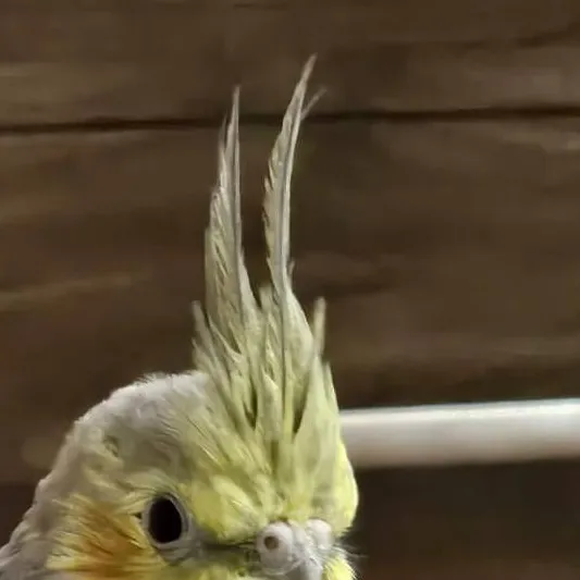 chat with ai character: pikachu