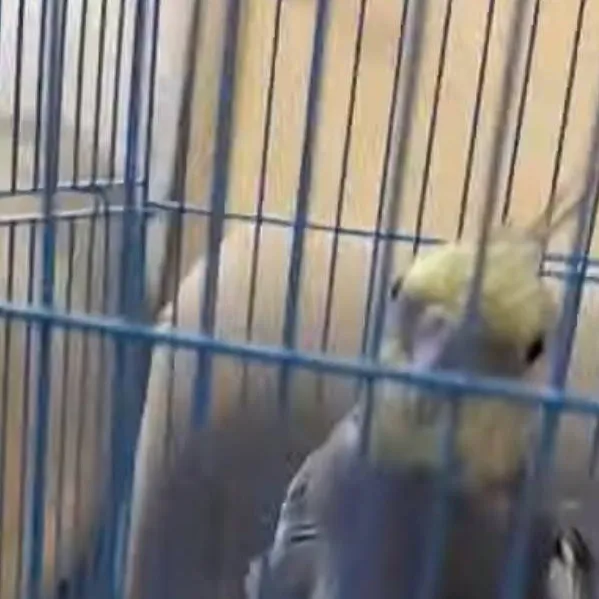 chat with ai character: pikachu 2