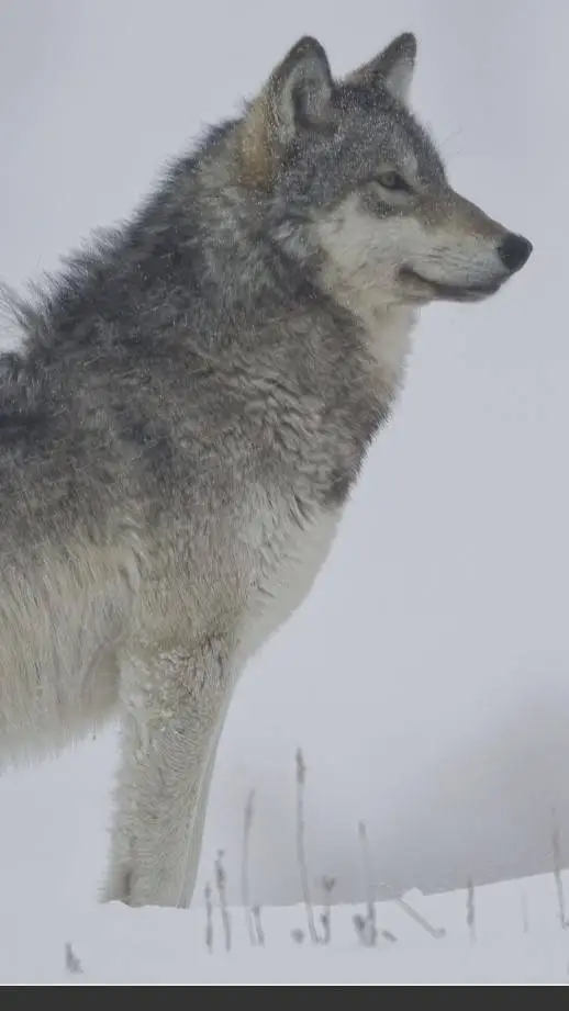 ai character: Wolf background