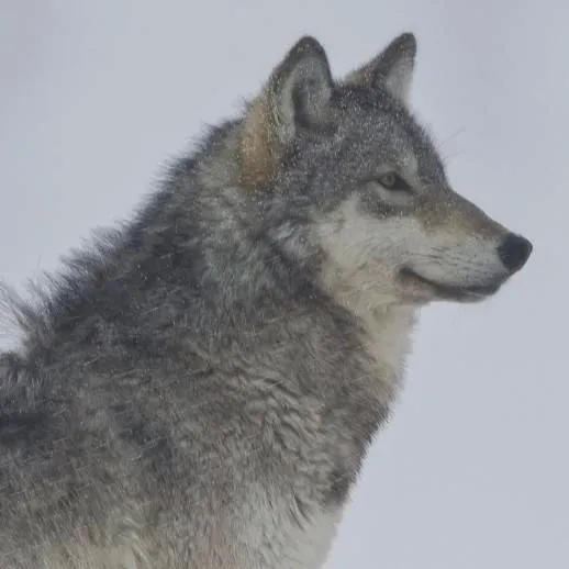 chat with ai character: Wolf