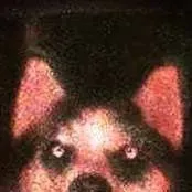 chat with ai character: Smile Dog