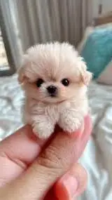 ai character: Perrito background