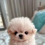 chat with ai character: Perrito