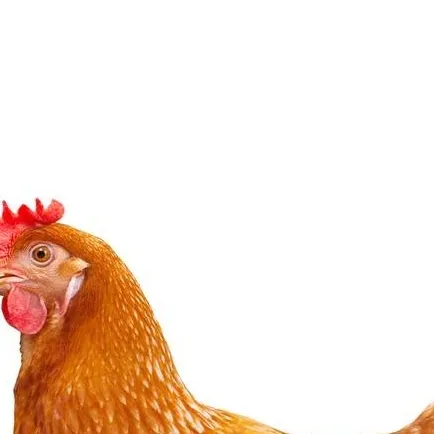 chat with ai character: chicken