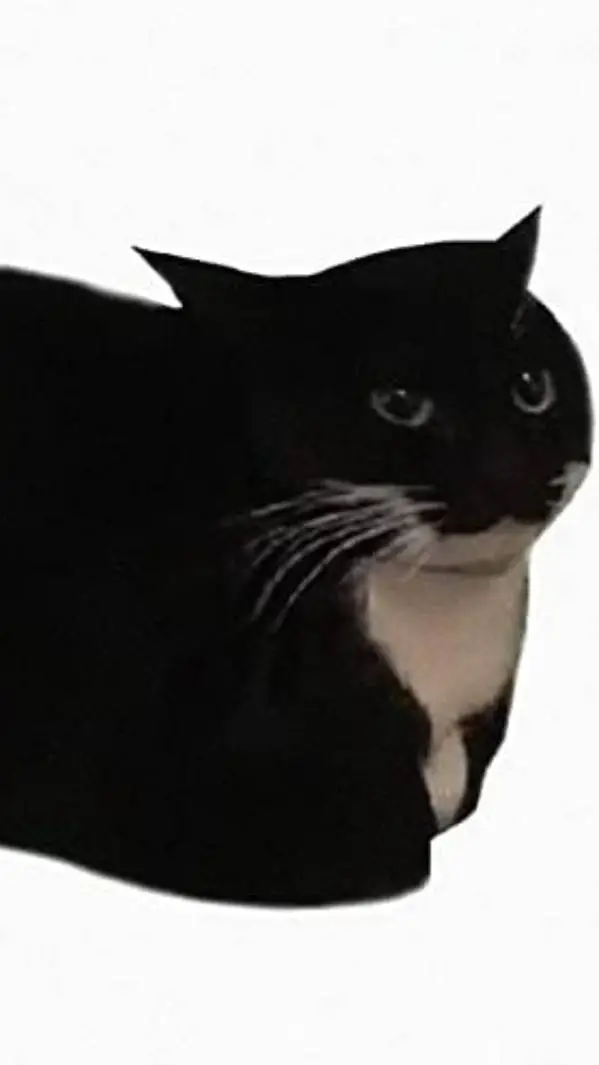 ai character: Maxwell Cat background