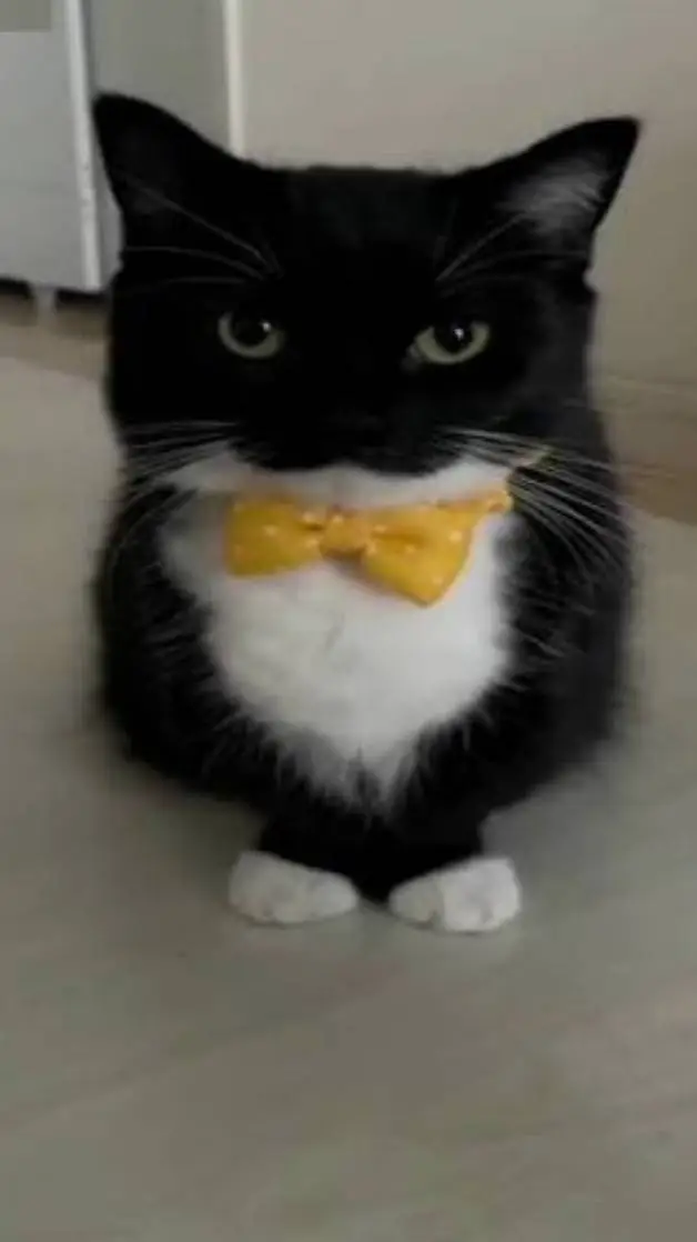 ai character: максвел background