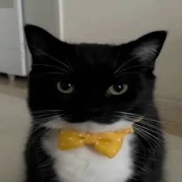 chat with ai character: максвел