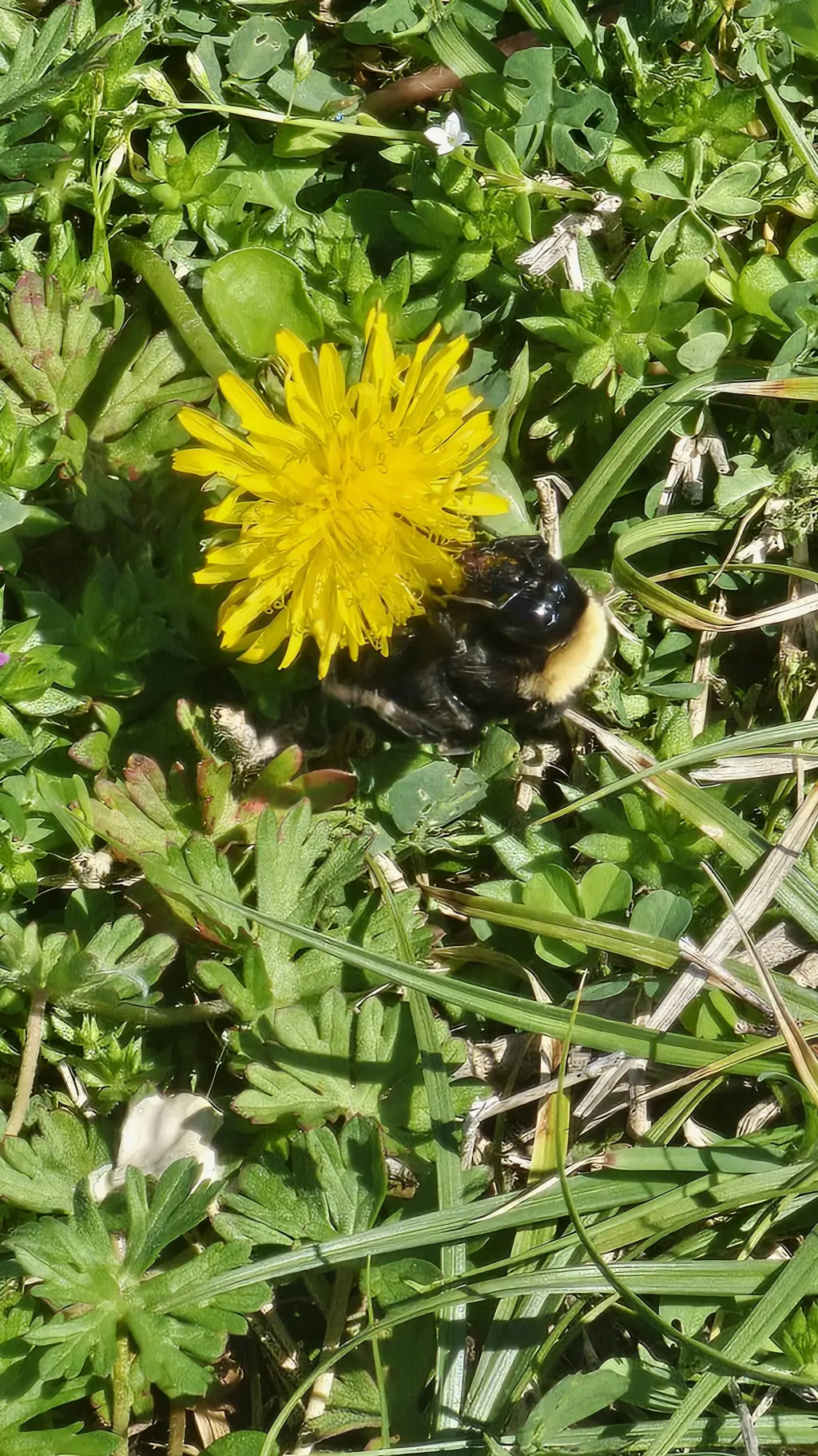 ai character: nvm background