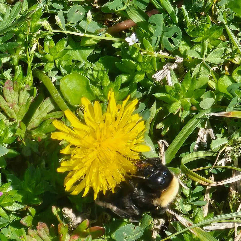 chat with ai character: nvm