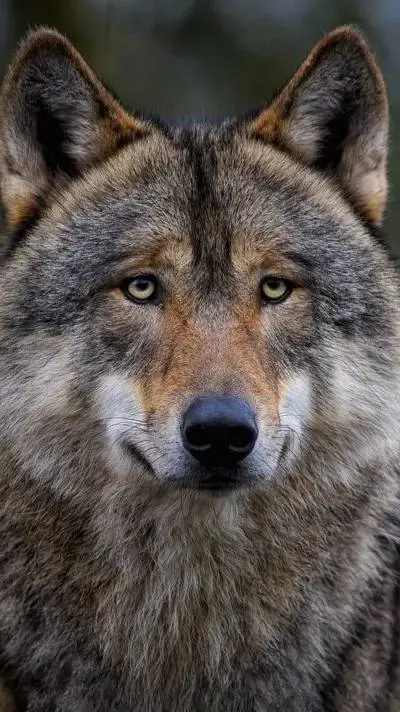 ai character: Famille mauvaise ! background