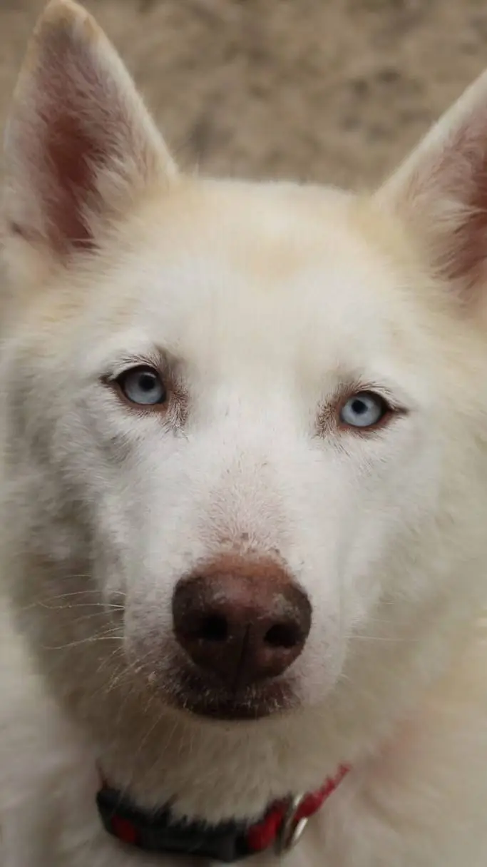 ai character: Doggo background