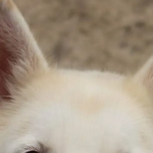 chat with ai character: Doggo