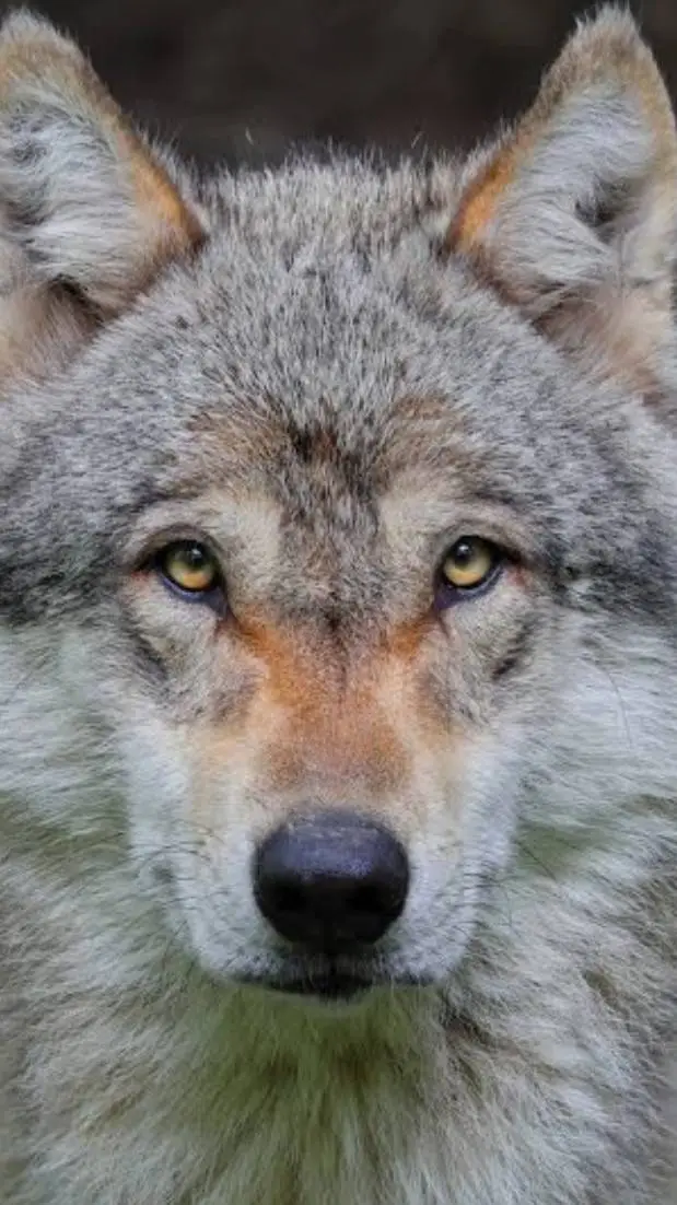 ai character: Wolfy background