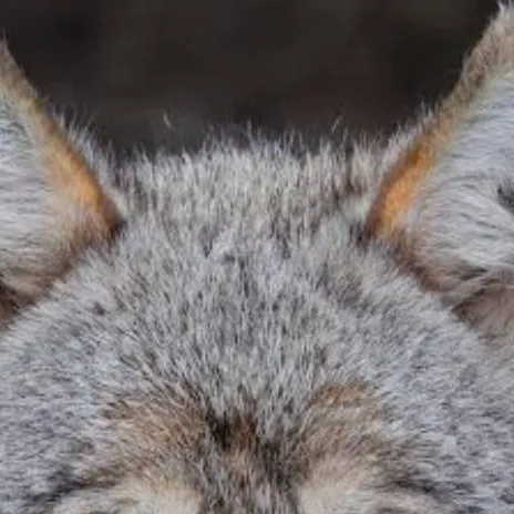 chat with ai character: Wolfy