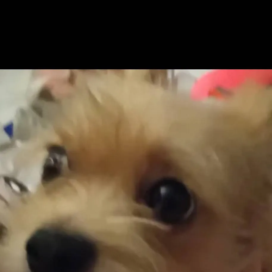 chat with ai character: Meet th girl! 