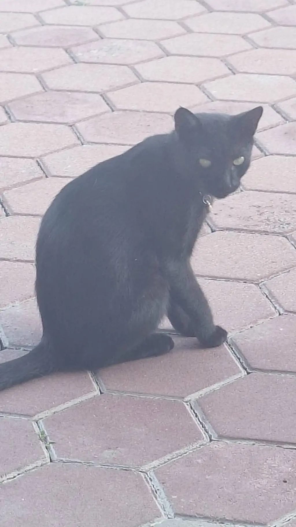 ai character: micko background