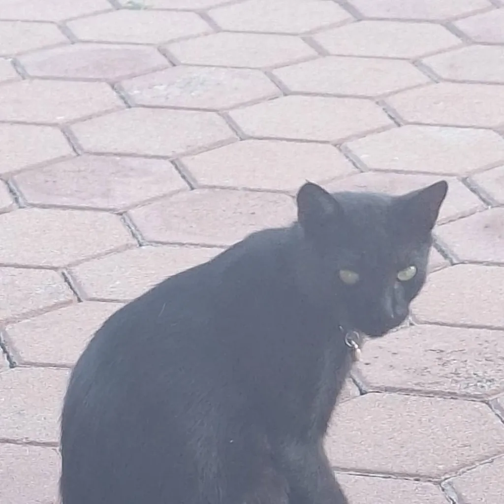 chat with ai character: micko