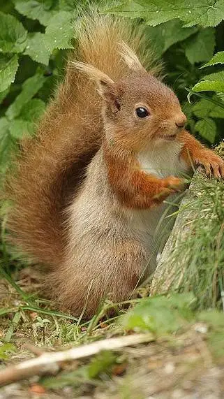 ai character: wiewiórka 🐿️ background