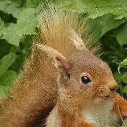 chat with ai character: wiewiórka 🐿️