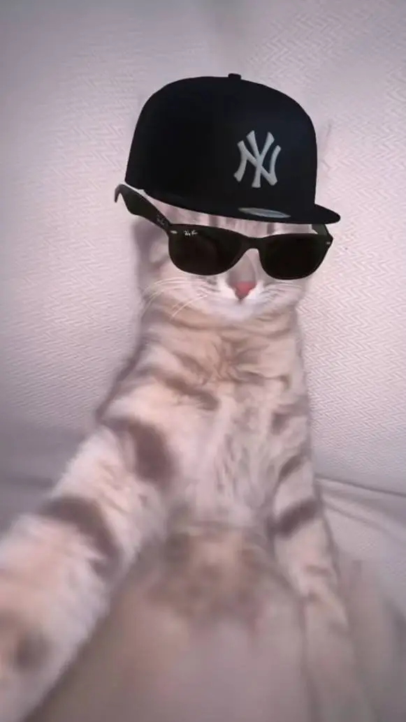 ai character: Cool cat 😺 background