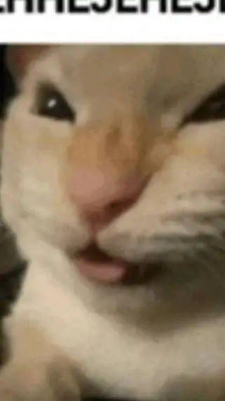 ai character: goober the cat background