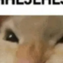 chat with ai character: goober the cat