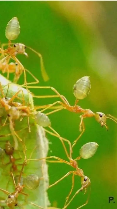 ai character: The Weaver Ants background