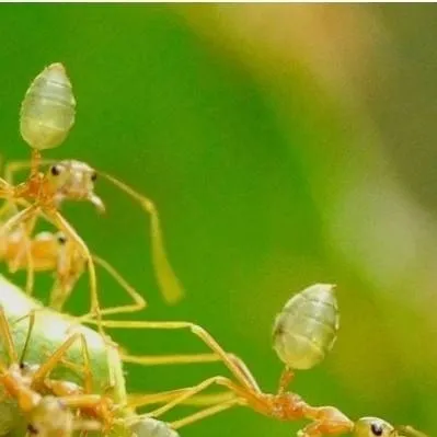 chat with ai character: The Weaver Ants