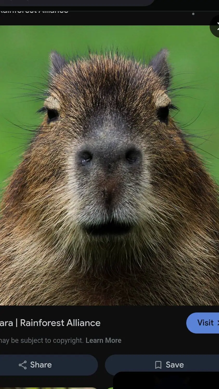 ai character: capybara background