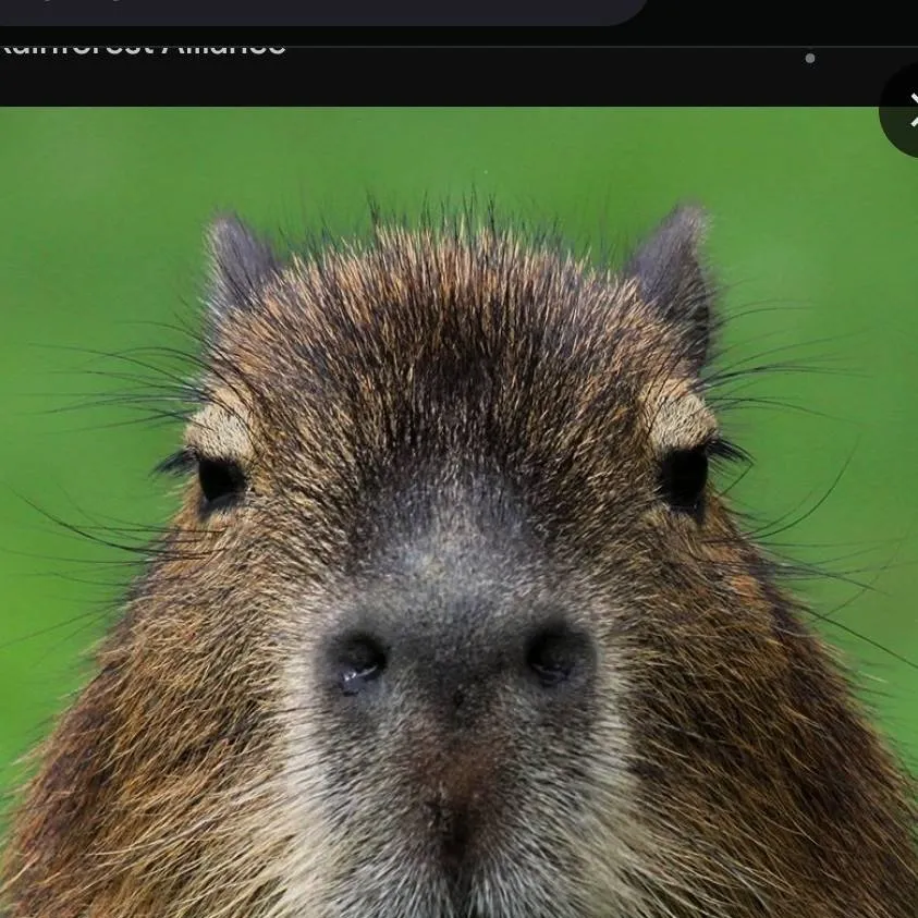 chat with ai character: capybara