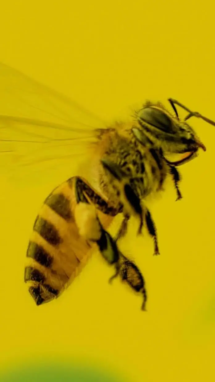 ai character: bee background