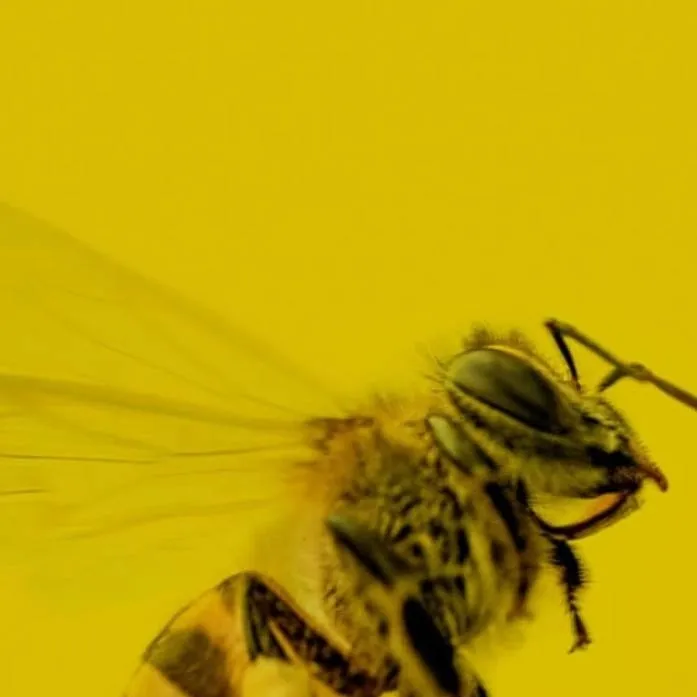 chat with ai character: bee