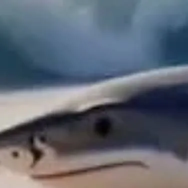 chat with ai character: traralero tralara