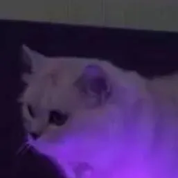 chat with ai character: Demonic grey cat