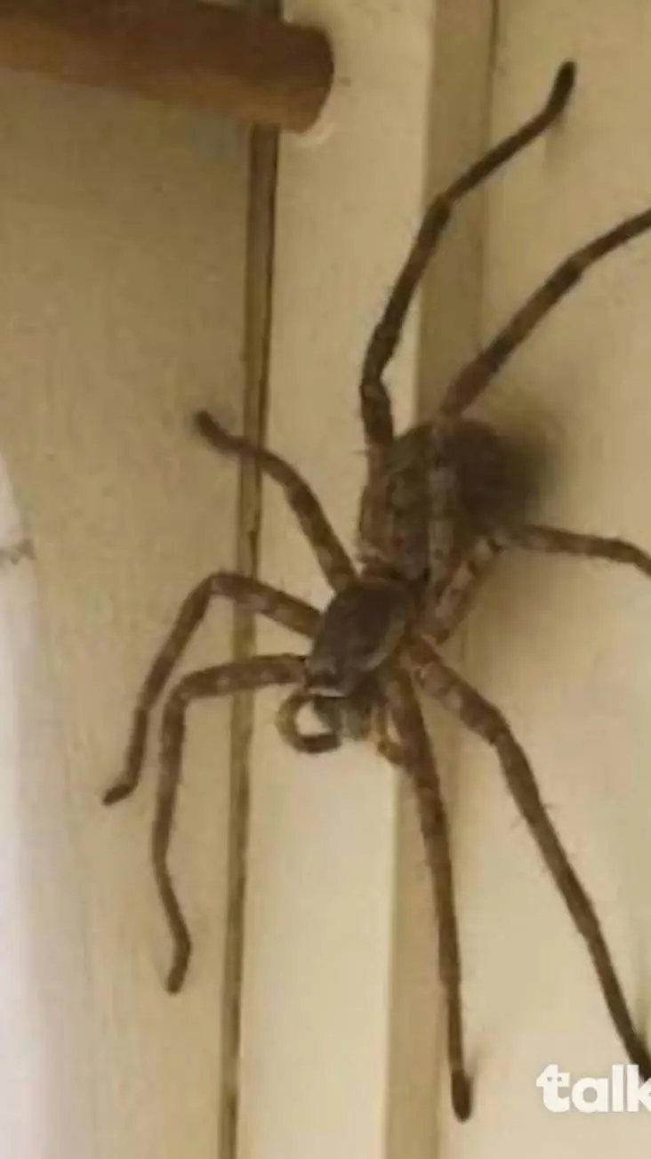 ai character: possesse people :D background