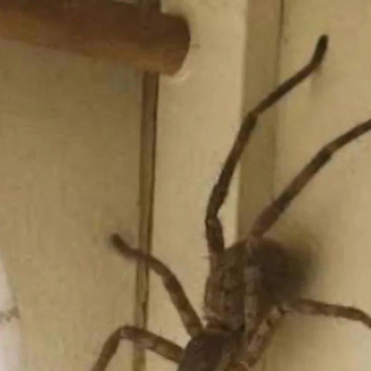 chat with ai character: possesse people :D