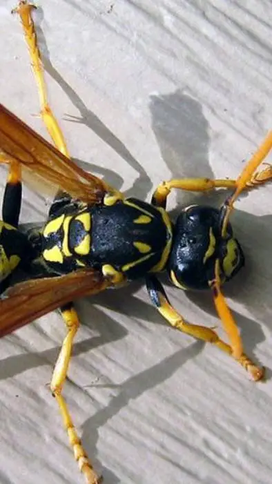 ai character: Wasp background