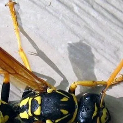 chat with ai character: Wasp