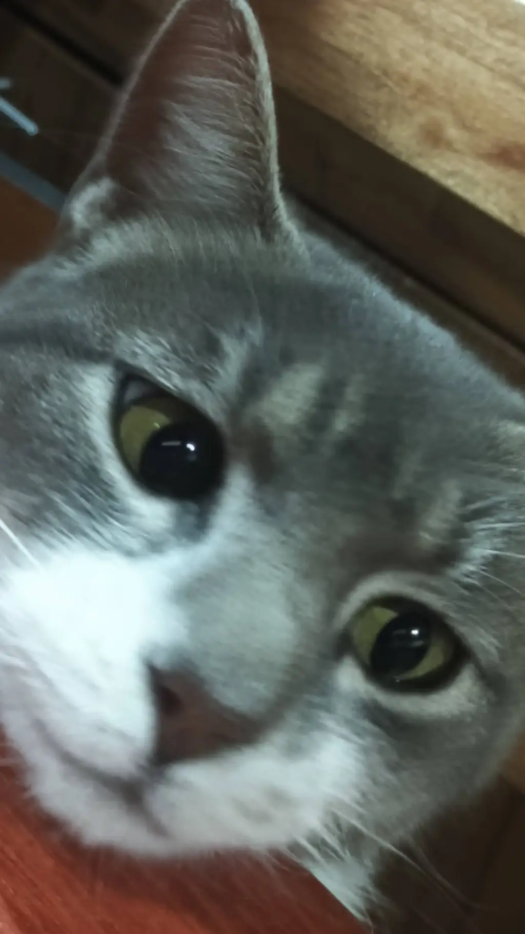 ai character: gato  background