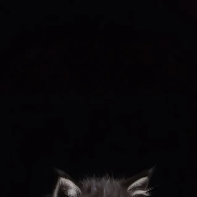 chat with ai character: depressed kitten