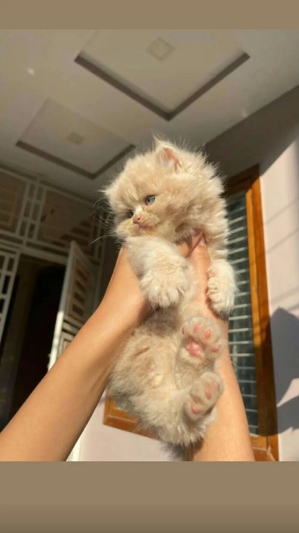 ai character: 🐈Cute Kitty🐱  background