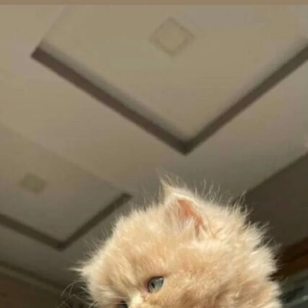 chat with ai character: 🐈Cute Kitty🐱 