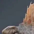 chat with ai character: Dimetro