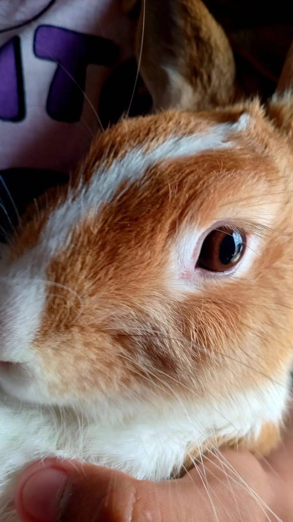 ai character: Melo do forro background